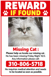 Reunited Male Cat last seen Anaheim,President, Los Angeles, CA 90710