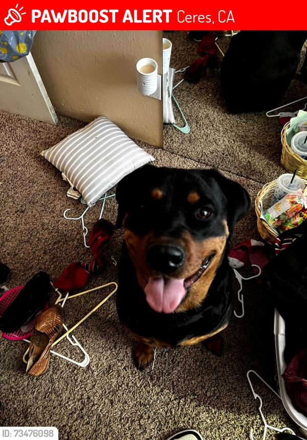 Lost Female Dog last seen Morgan, Ceres, CA 95358
