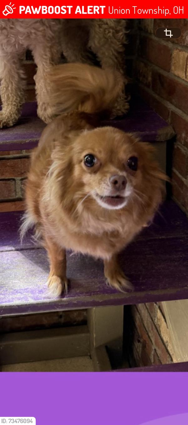 Lost Female Dog last seen Corner of clough pike and McMann rd, Union Township, OH 45245