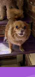 Lost Female Dog last seen Corner of clough pike and McMann rd, Union Township, OH 45245