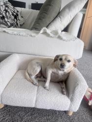 Reunited Female Cat last seen Lincoln and Tustin, Orange, CA 92865