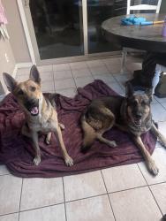 Found/Stray Male Dog last seen 35th Ave, Grand, Phoenix, AZ 85017