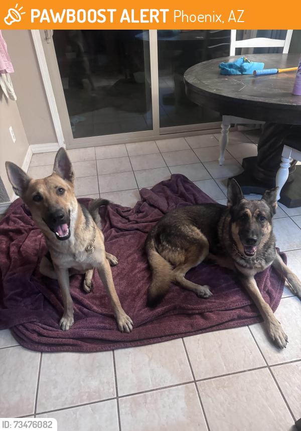Found/Stray Male Dog last seen 35th Ave, Grand, Phoenix, AZ 85017