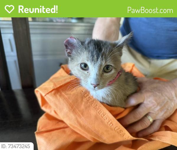Reunited Unknown Cat last seen Sepulveda & Manchester, Los Angeles, CA 90045
