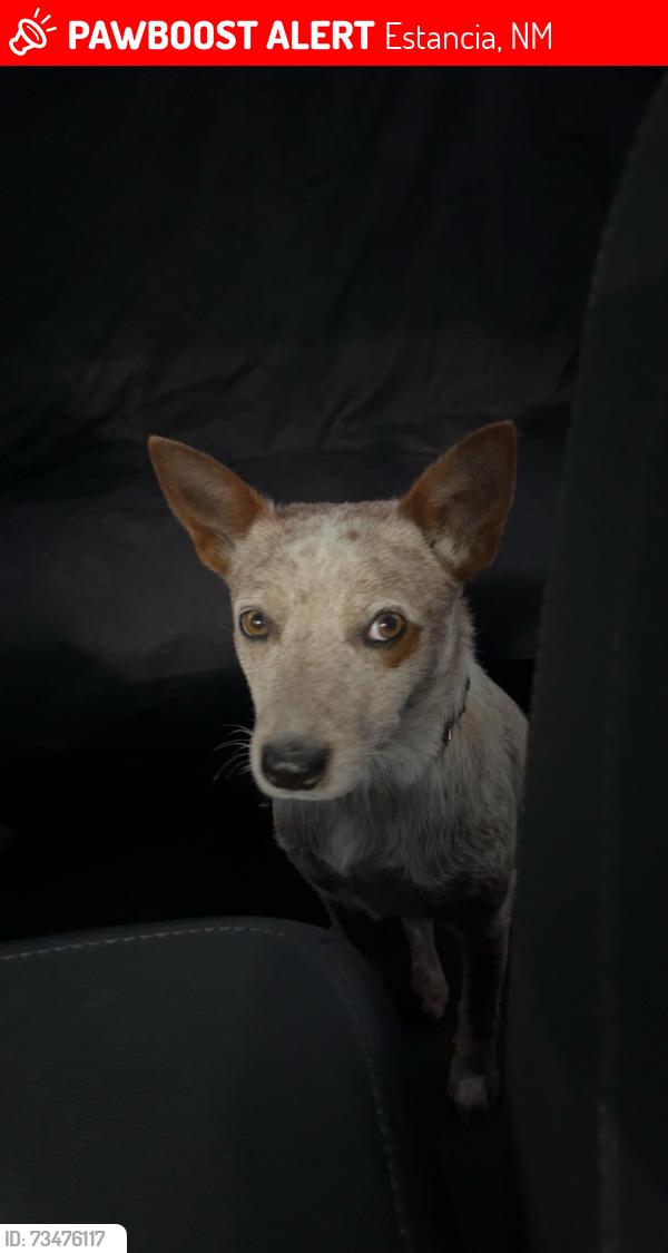 Lost Female Dog last seen Near Maple St Estancia, NM 87016 Estados Unidos, Estancia, NM 87016