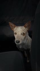 Lost Female Dog last seen Near Maple St Estancia, NM 87016 Estados Unidos, Estancia, NM 87016