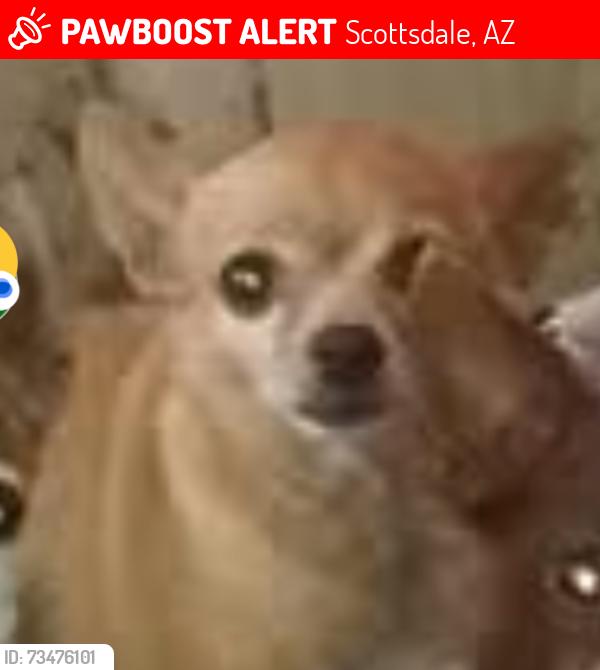 Lost Female Dog last seen 68th st bellview, Scottsdale, AZ 85257