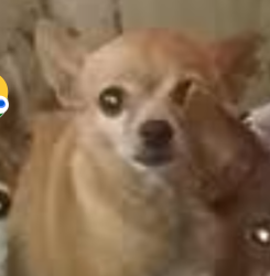 Lost Female Dog last seen 68th st bellview, Scottsdale, AZ 85257