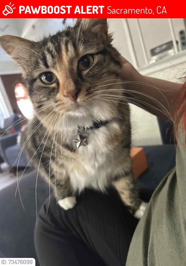 Lost Female Cat last seen Seamist & waterwheel, Sacramento, CA 95833