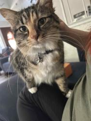 Lost Female Cat last seen Seamist & waterwheel, Sacramento, CA 95833