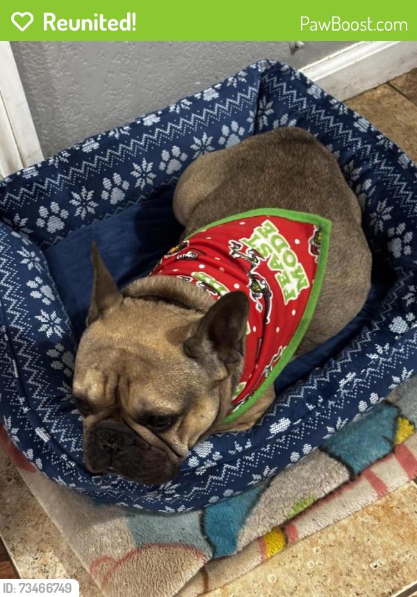 Reunited Male Dog last seen Holly & Spruce ONTARIO CA, Ontario, CA 91762