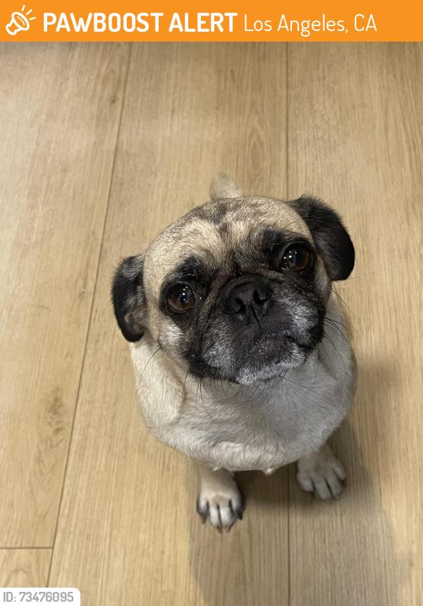 Found/Stray Female Dog last seen Ingomar St., Los Angeles, CA 91335