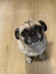 Found/Stray Female Dog last seen Ingomar St., Los Angeles, CA 91335