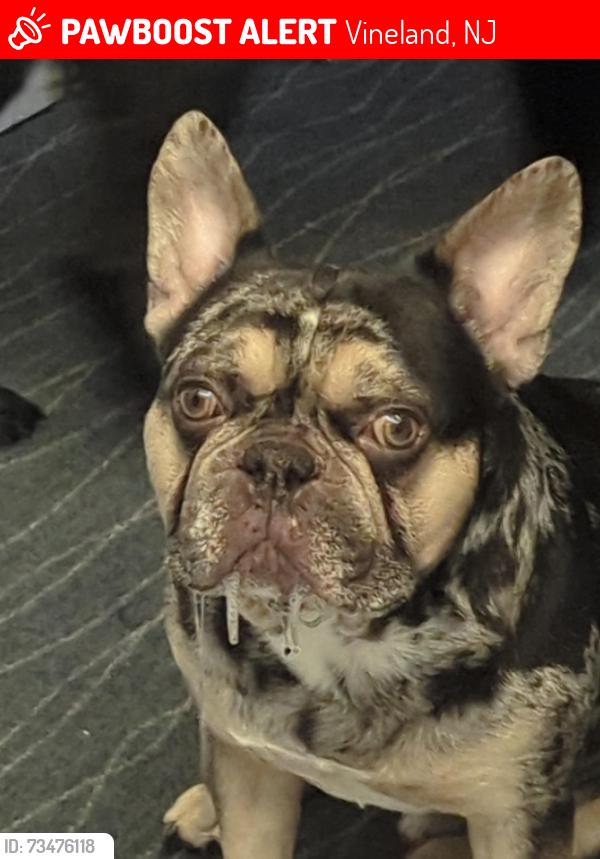 Lost Male Dog last seen Last seen on North 8th Street Vineland nj, Vineland, NJ 08360
