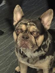 Lost Male Dog last seen Last seen on North 8th Street Vineland nj, Vineland, NJ 08360