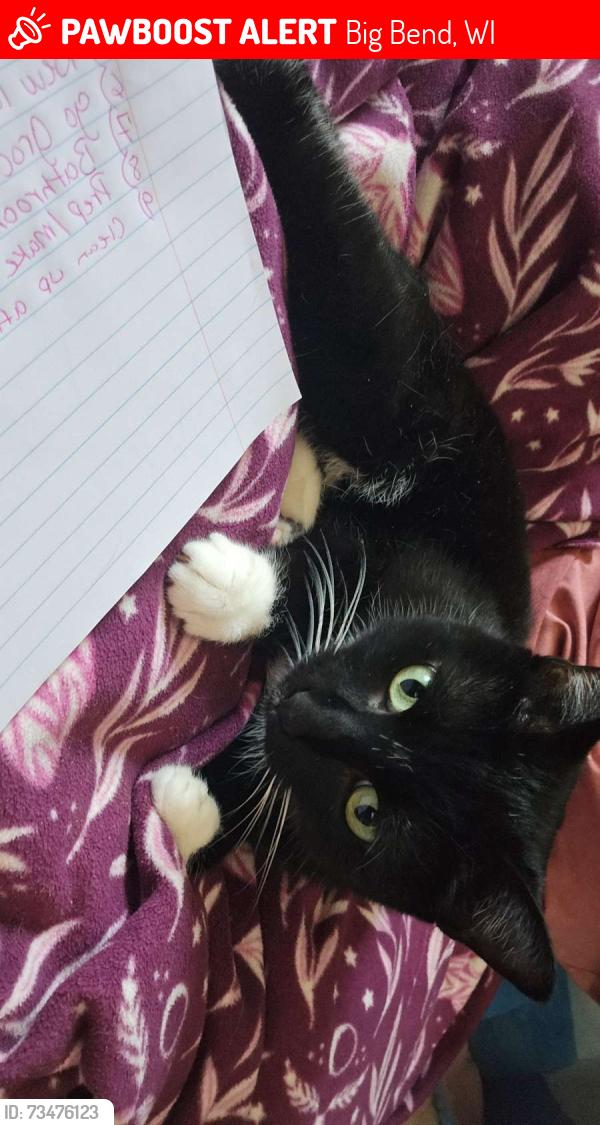Lost Female Cat last seen Highway 164, Big Bend, WI 53103