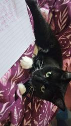 Lost Female Cat last seen Highway 164, Big Bend, WI 53103