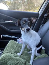 Found/Stray Male Dog last seen Campus, Fort Worth, TX 76119