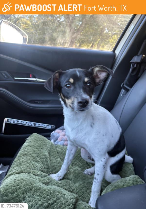 Found/Stray Male Dog last seen Campus, Fort Worth, TX 76119