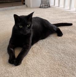 Lost Male Cat last seen around Sandy Creek Drive, Houston, TX 77070