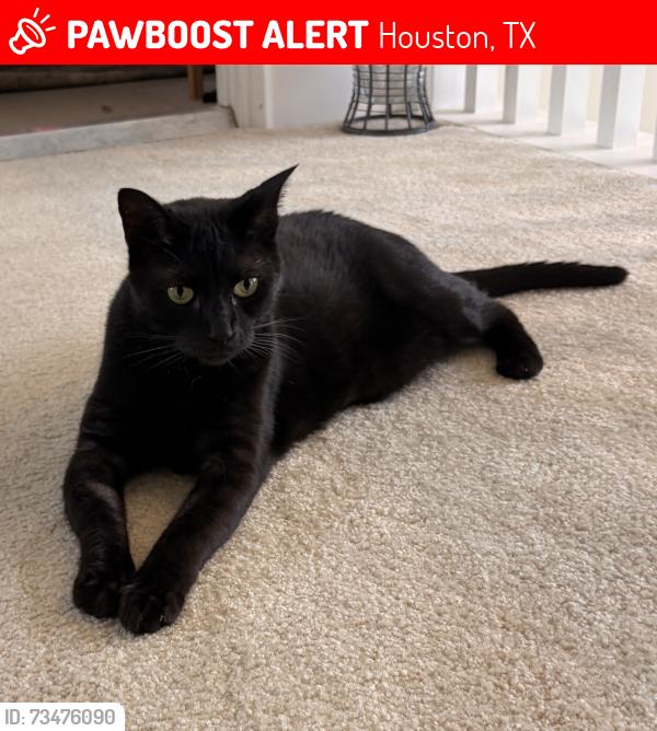 Lost Male Cat last seen around Sandy Creek Drive, Houston, TX 77070