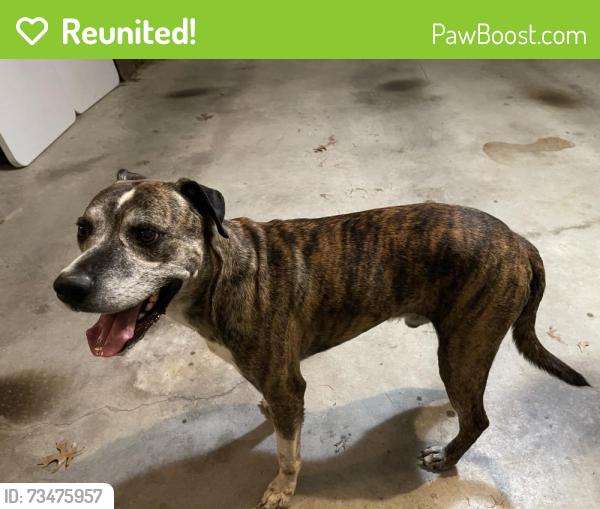 Reunited Male Dog last seen Knowles and WJ Boaz, Saginaw, TX 76179