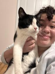 Reunited Male Cat last seen Judith Drive between Bragdon Ave & Kilian Drive, Danbury, CT 06811