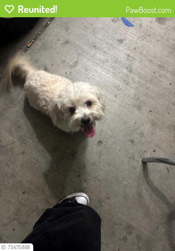 Reunited Male Dog last seen 91st ave and lower buckeye, Tolleson, AZ 85353