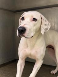 Shelter Stray Female Dog last seen N GULF AVE, Homosassa, FL, 4030 S Airport Rd, Inverness, FL 34450, USA