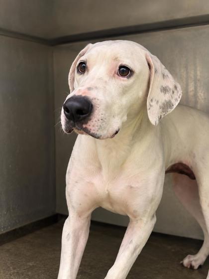 Shelter Stray Female Dog last seen N GULF AVE, Homosassa, FL, 4030 S Airport Rd, Inverness, FL 34450, USA