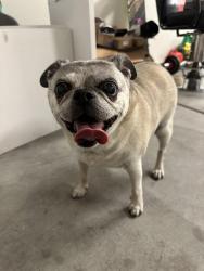 Reunited Male Dog last seen Desert Cassia, Spring Valley, NV 89113