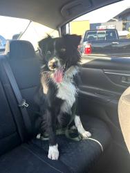 Lost Male Dog last seen 61st metcalf area, Mission, KS 66202