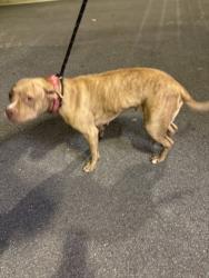 Shelter Stray Female Dog last seen Near MARTIN LUTHER KING JR DR NW,, Atlanta, GA, 1251 Fulton Industrial Blvd NW, Atlanta, GA 30336, USA