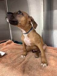 Shelter Stray Male Dog last seen 3820-A7 OLD CASCADE RD SW, Atlanta, GA, 1251 Fulton Industrial Blvd NW, Atlanta, GA 30336, USA