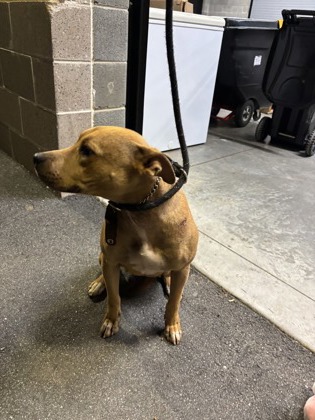 Shelter Stray Female Dog last seen Near AVON AVE SW, Atlanta, GA, 1251 Fulton Industrial Blvd NW, Atlanta, GA 30336, USA