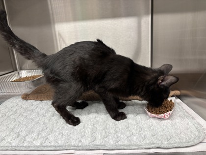 Shelter Stray Unknown Cat last seen 3804-119 MARTIN LUTHER KING JR DR NW, Atlanta, GA, 1251 Fulton Industrial Blvd NW, Atlanta, GA 30336, USA