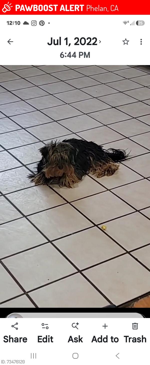 Lost Female Dog last seen Rochester rd. & Middleton rd., Phelan, CA 92371