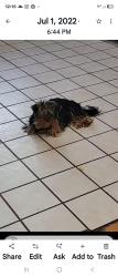Lost Female Dog last seen Rochester rd. & Middleton rd., Phelan, CA 92371