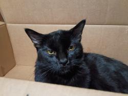 Lost Male Cat last seen Chestnut ave ssf, South San Francisco, CA 94080