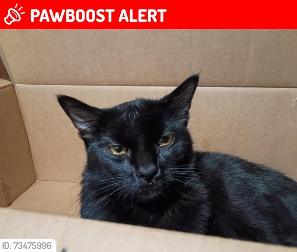 Lost Male Cat last seen Chestnut ave ssf, South San Francisco, CA 94080