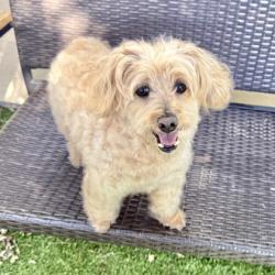 Shelter Stray Male Dog last seen , , CA, 1101 29th Ave, Oakland, CA 94601, USA