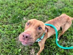 Shelter Stray Female Dog last seen Near N. Rose, 21205, MD, 2490 Giles Rd, Baltimore, MD 21225, USA