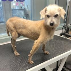 Shelter Stray Female Dog last seen 72nd Av & Orral St, Oakland, CA, 1101 29th Ave, Oakland, CA 94601, USA