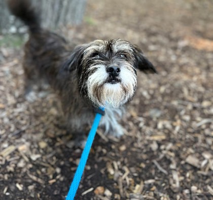 Shelter Stray Female Dog last seen Ravenwood & Chesterfield, 21213, MD, 2490 Giles Rd, Baltimore, MD 21225, USA