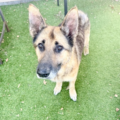 Shelter Stray Female Dog last seen Near 70th Ave, Oakland,, 1101 29th Ave, Oakland, CA 94601, USA