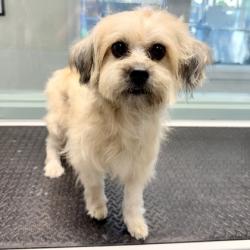 Shelter Stray Male Dog last seen 58th and market st, Oakland, CA, 1101 29th Ave, Oakland, CA 94601, USA
