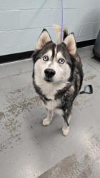 Sacramento SPCA - Stray Dogs and Cats near Sacramento, CA | PawBoost
