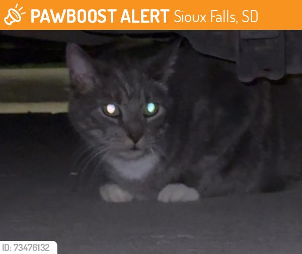 Found/Stray Unknown Cat last seen Copper and silverthorne by the apmts, Sioux Falls, SD 57110