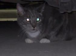 Found/Stray Unknown Cat last seen Copper and silverthorne by the apmts, Sioux Falls, SD 57110