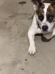 Found/Stray Male Dog last seen Near Music and Arts, Huntington, WV 25705